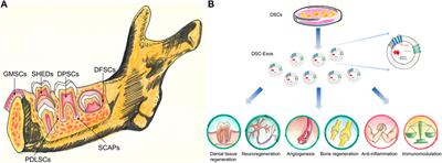 Translational and Clinical Applications of Dental Stem Cell-Derived Exosomes